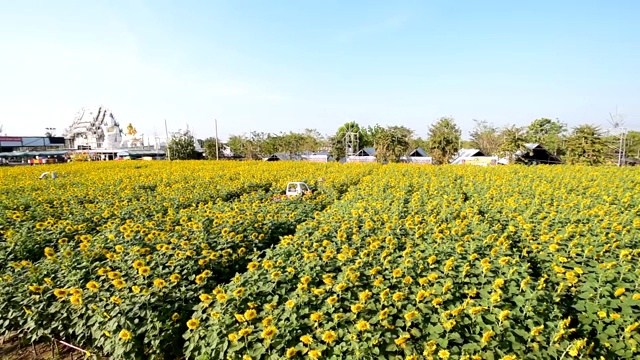 在Wat Si Yaek Charoen Phon寺庙向日葵田的宽阔视野视频素材