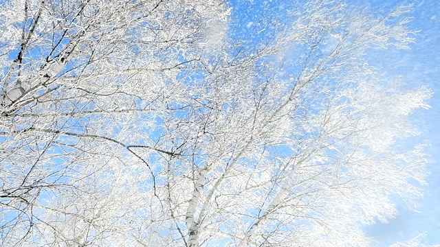 白雪从覆盖着白霜的桦树林中飘落。视频素材