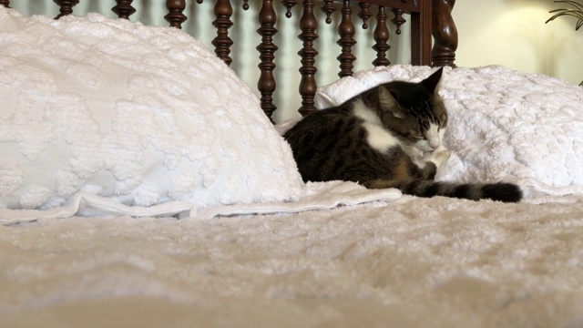 一张黑白相间的猫在床上的侧面照片视频素材