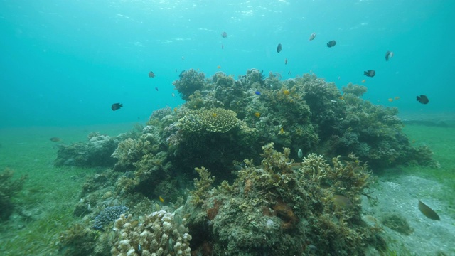 令人惊叹的水下海洋生物的观点丰富多彩的鱼类，珊瑚和绿色的海草视频素材