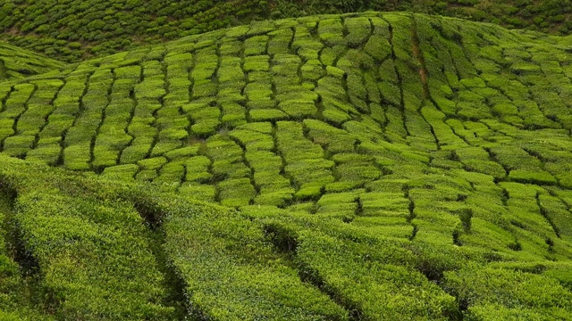 马来西亚卡梅隆高地的绿茶种植园视频下载