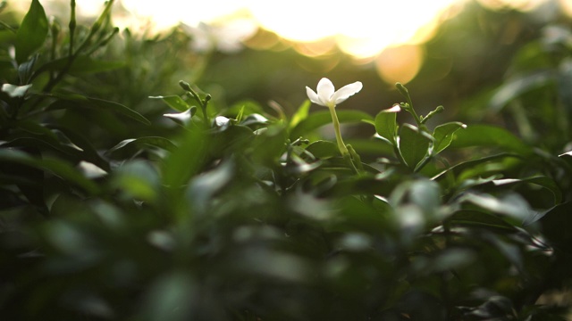 近距离的花在日落时聚焦背景和前景视频下载