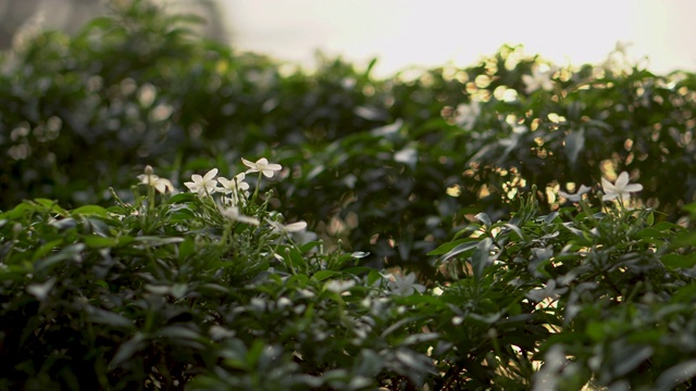 近距离的花在日落时聚焦背景和前景视频下载