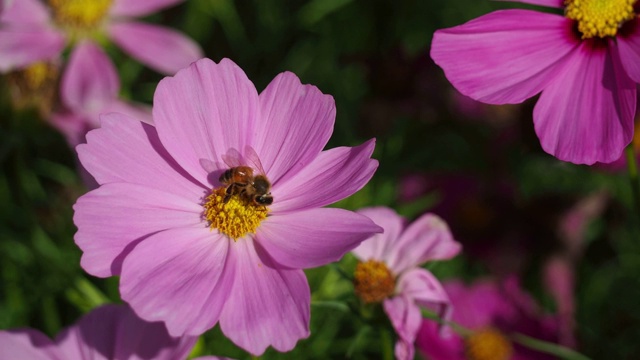 蜜蜂采集粉红色的宇宙花花粉视频素材