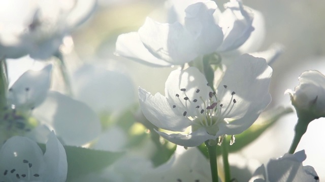 开花视频素材