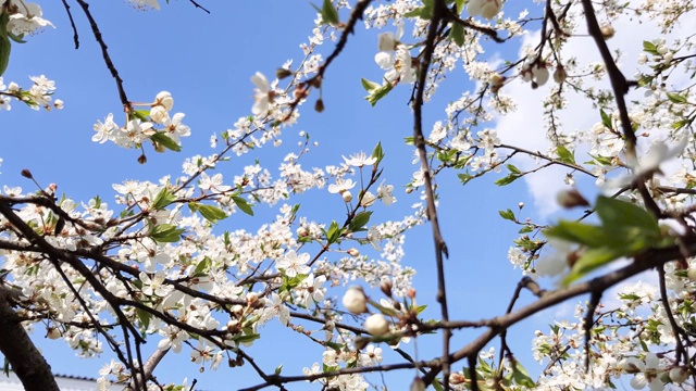 树上杏花迎蓝天，春暖花开。视频素材