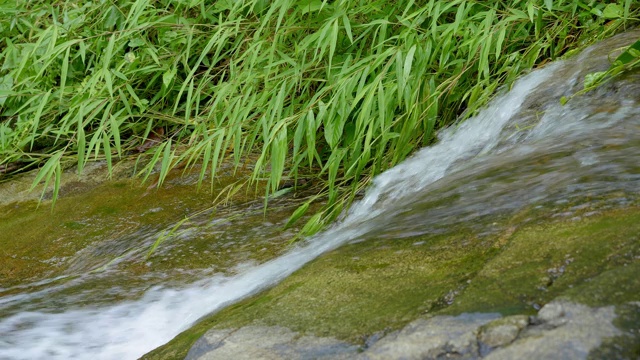 热带雨林中的水流或溪流视频素材