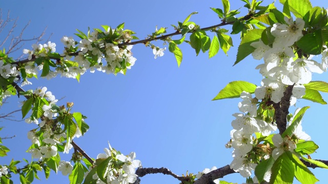 苹果花特写视频素材