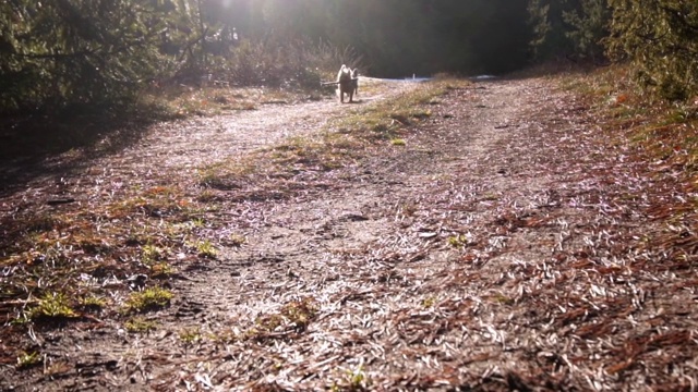 约克郡犬能回收并奔跑视频下载