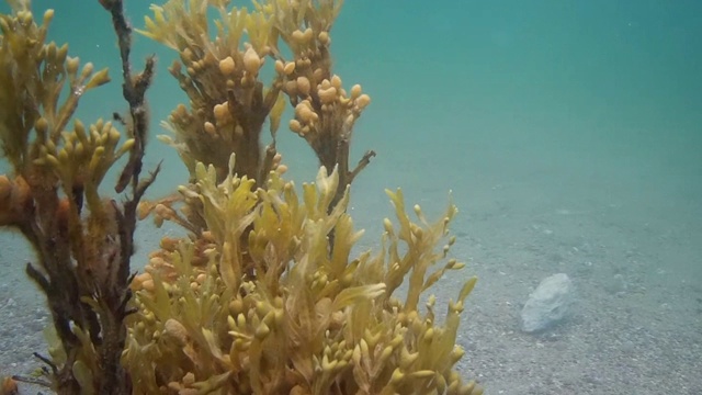 水下环绕的视频视频下载