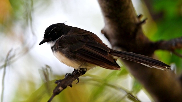 鸟(马来西亚花衣扇尾)在一个自然的野生视频下载