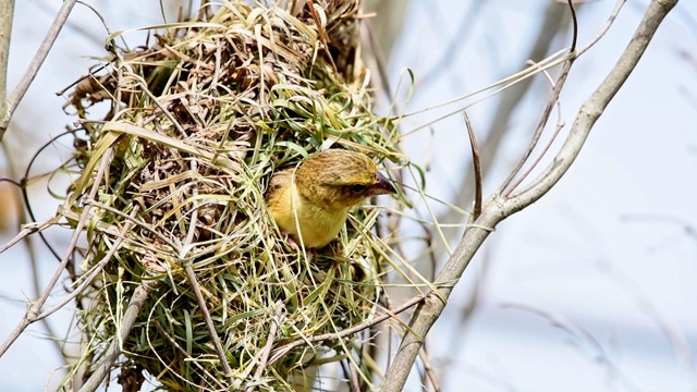 鸟(亚洲金编织)在自然中筑巢野生视频下载