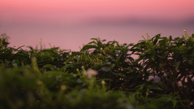 接近花在日落时间焦点背景和前景视频下载