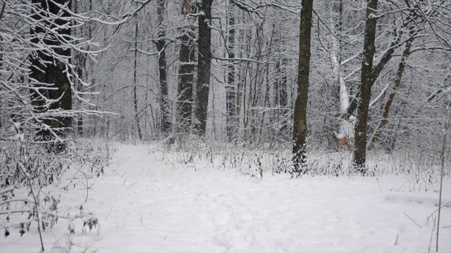 冬天的森林里正在下雪。森林里的一条小路，刚下过的雪上有脚印。视频素材