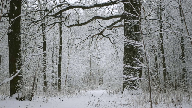 冬天的森林里正在下雪。森林里的一条小路，刚下过的雪上有脚印。视频素材