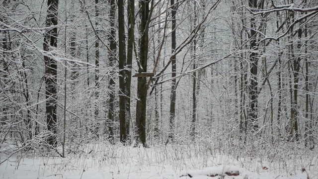 冬天的森林里正在下雪。视频素材