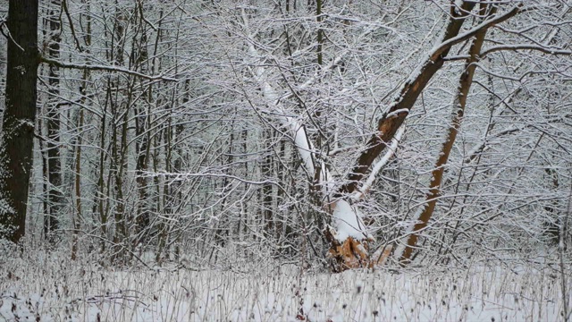 冬天的森林里正在下雪。视频素材