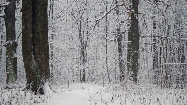 冬天的森林里正在下雪。视频素材