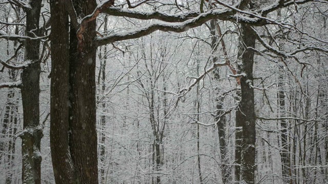 冬天的森林里正在下雪。视频素材