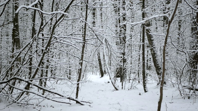 冬天的森林里正在下雪。视频素材