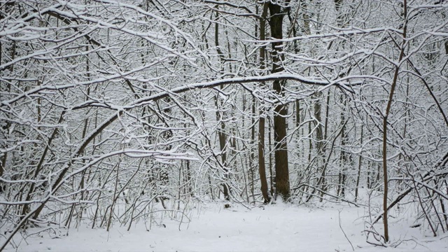 冬天的森林里正在下雪。视频素材