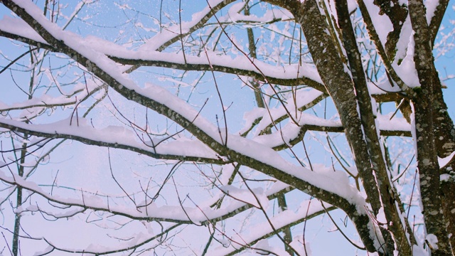 在一个阳光明媚的冬日早晨飘落的雪花视频素材