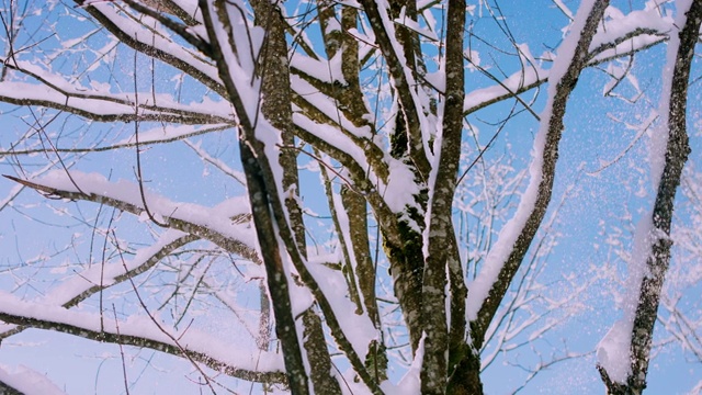 在一个阳光明媚的冬日早晨飘落的雪花视频素材