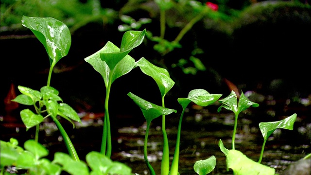 雨落在哥斯达黎加的一条河上。视频素材