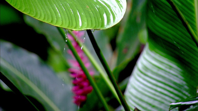 雨从热带植物的叶子上滴下来。视频素材