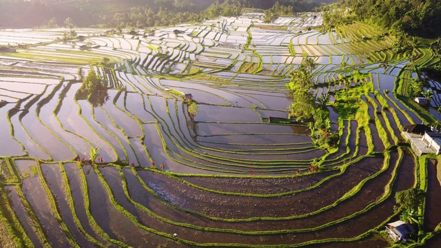 航空视频在一个惊人的景观稻田在Jatiluwih水稻梯田，巴厘岛，印度尼西亚。视频素材