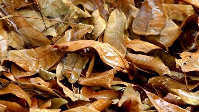 雨滴落在一堆树叶上视频素材