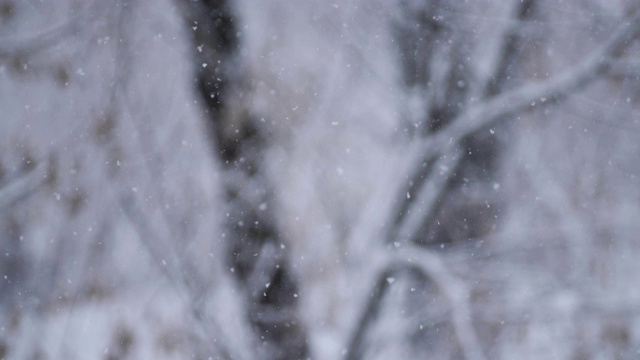 飘落的雪花和覆盖着积雪的树木形成了一个模糊的背景。大的雪花。视频素材