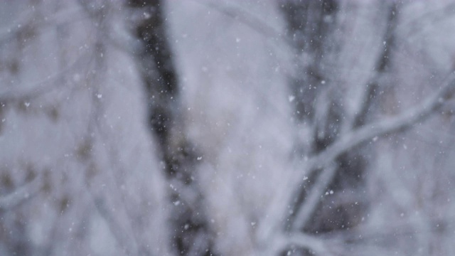 冬季降雪。雪在户外自然背景上的慢动作。下雪的冬日里下雪的天气。模糊抽象的背景。视频素材