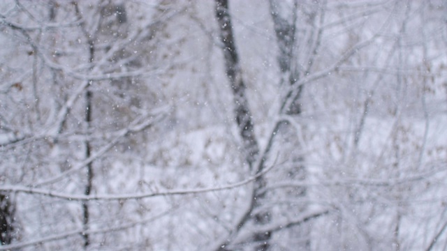 飘落的雪花和覆盖着积雪的树木形成了一个模糊的背景。大的雪花。视频素材