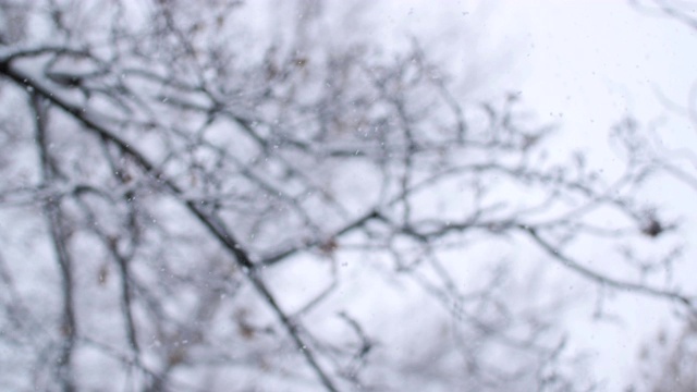 飘落的雪花和覆盖着积雪的树木形成了一个模糊的背景。大的雪花。视频素材