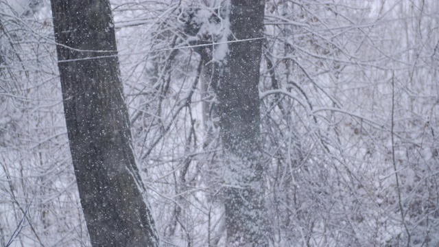 冬季降雪。雪在户外自然背景上的慢动作。下雪的冬日里下雪的天气。模糊抽象的背景。视频素材