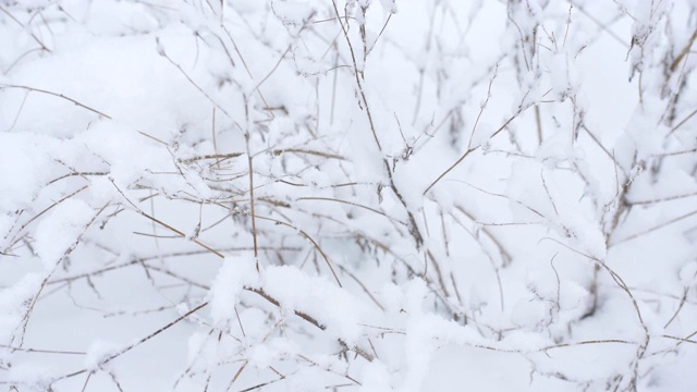 降雪。灌木丛的树枝被雪覆盖着。视频素材