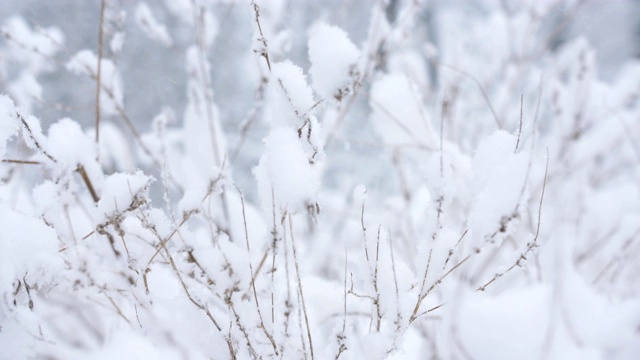 降雪。灌木丛的树枝被雪覆盖着。视频素材