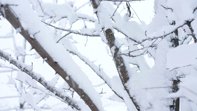 降雪。灌木丛的树枝被雪覆盖着。视频素材