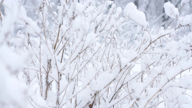 降雪。灌木丛的树枝被雪覆盖着。视频素材