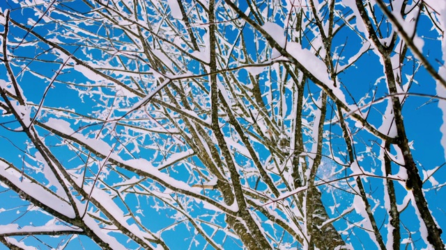 在一个阳光明媚的冬日早晨飘落的雪花视频素材