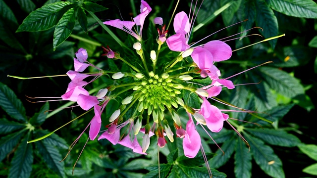 顶视图盛开的花命名为Cleome spinosa Jacq。在风中视频素材