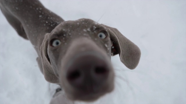 狗狗们在狗公园里玩雪视频素材