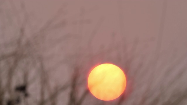 美丽的大日落和草风吹在前景。背景红色的夕阳视频素材