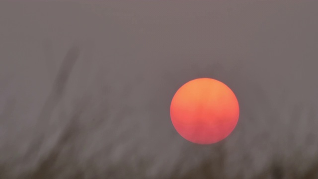 美丽的大日落和草风吹慢动作在前景。背景红色的夕阳视频素材