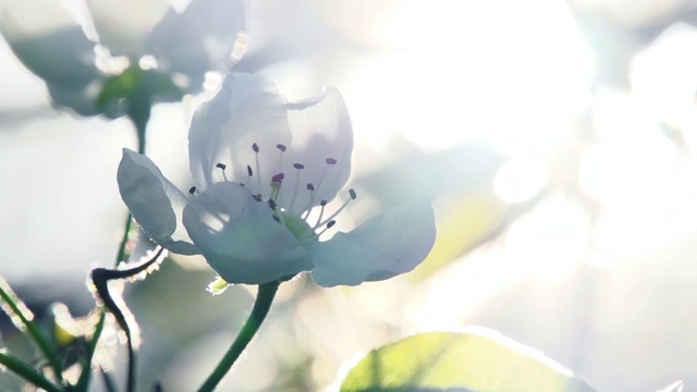 苹果花枝上的太阳视频素材