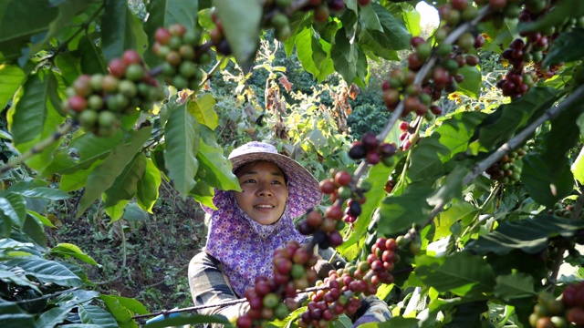 亚洲妇女在工厂里采摘咖啡视频素材