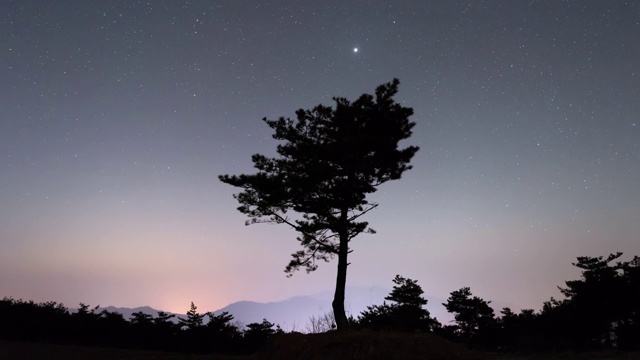 松树夜空/江原道，韩国视频素材