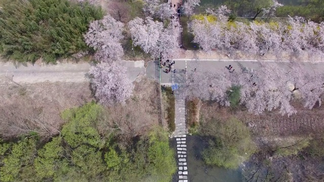 鸟瞰图樱花盛开在博文公园，庆州，韩国，亚洲。视频素材