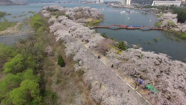 鸟瞰图樱花盛开在博文公园，庆州，韩国，亚洲。视频素材